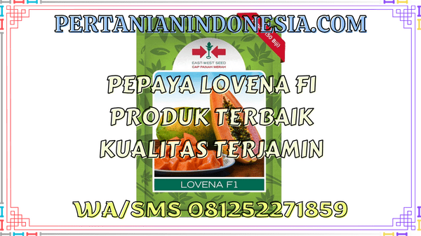 Pepaya Lovena F1 Produk Terbaik Kualitas Terjamin